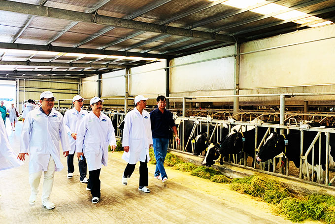 Lãnh đạo Bộ NN-PTNT, Cục Thú y và đoàn công tác tham quan “Resort” bò sữa đạt chuẩn Global G.A.P của Vinamilk tại Tây Ninh.