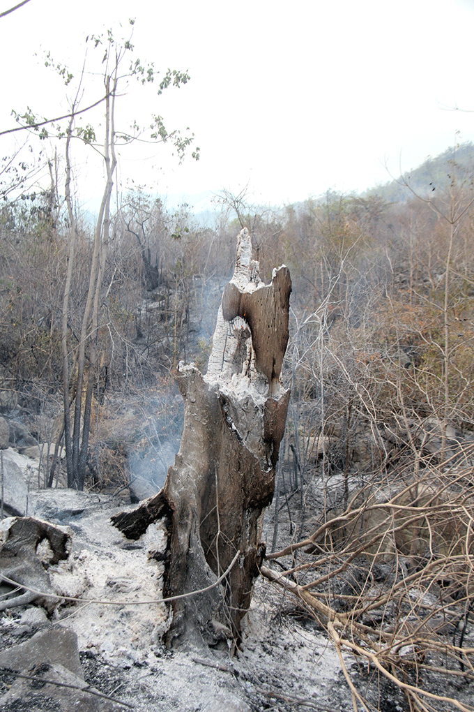 Một gốc cây rừng bị thiêu đốt
