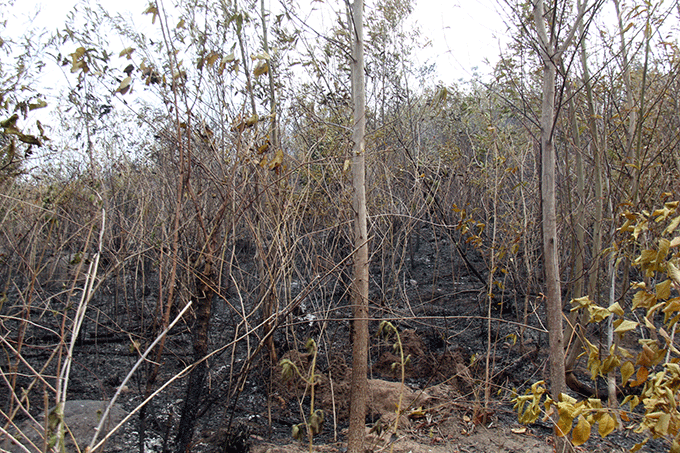 Ngọn lửa khiến nhiều diện tích rừng trồng năm 2016 của Ban quản lý rừng phòng hộ Bắc Khánh Hòa bị thiệt hại