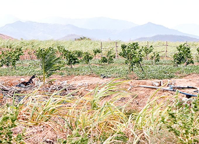 Một hộ dân ở xã Ninh Xuân, Ninh Hòa đã chuyển sang trồng bưởi trên diện tích mía đường.