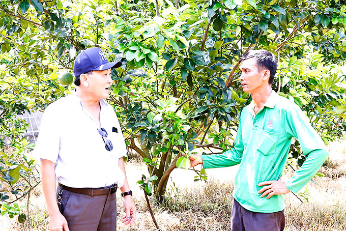 Lãnh đạo Sở Nông nghiệp và Phát triển nông thôn tham quan một vườn bưởi da xanh tại xã Khánh Nam, huyện Khánh Vĩnh
