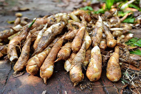 Lợi ích bất ngờ từ củ dong