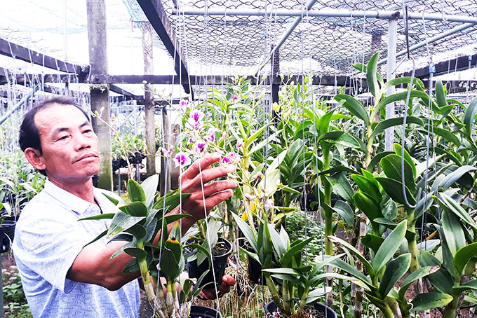 Hiệu quả từ trồng lan hữu cơ