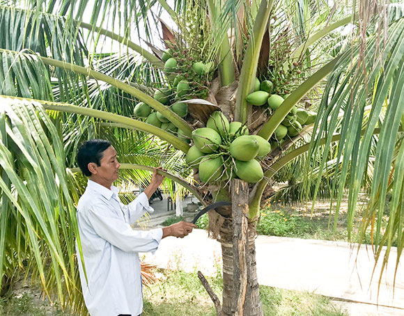 Giữ vững thương hiệu dừa Vạn Thiện
