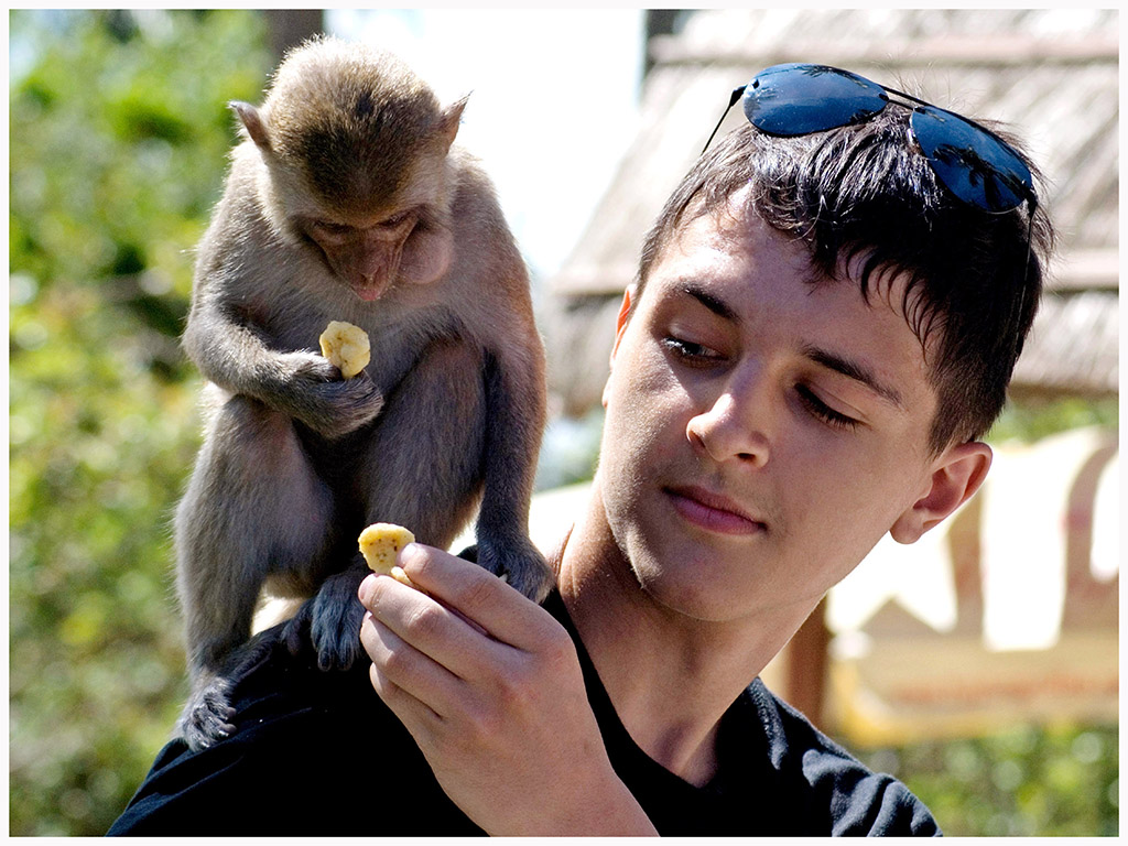  Khỉ ở Khu du lịch Đảo Khỉ rất thân thiện với du khách