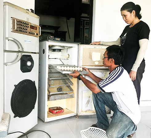 Biến tủ lạnh cũ thành máy ấp trứng