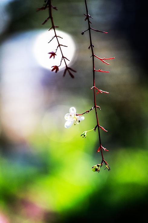 Những khúc nhạc chiều