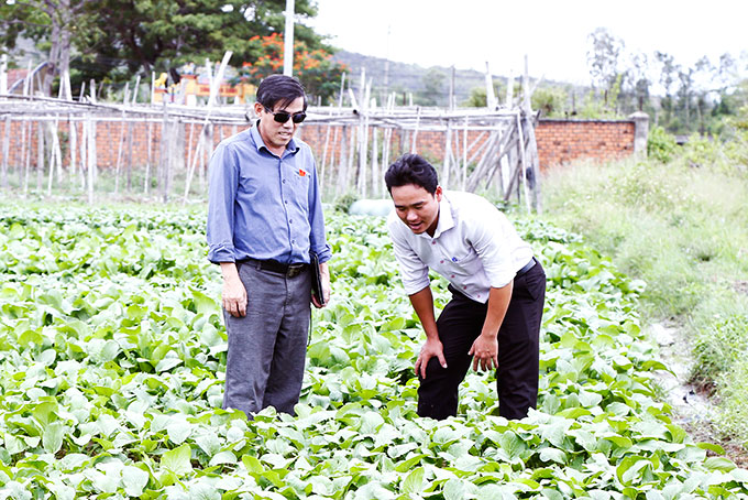 Đoàn công tác khảo sát tại một hộ trồng rau ở Ninh Đông.