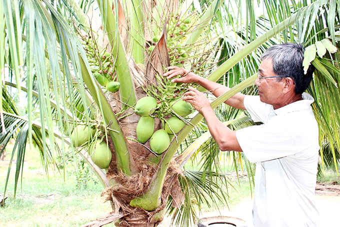 Gia đình ông Hàng Quang đã chuyển đổi sang trồng dừa đem lại thu nhập cao.