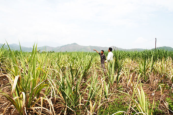 Ninh Hòa: Mía thiệt hại nặng do nắng hạn kéo dài