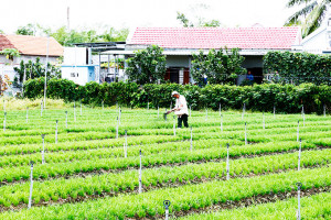 Chính sách hỗ trợ phát triển nông nghiệp: Cần tiếp tục duy trì