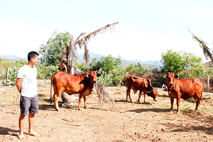 Từ nguồn vay vốn ưu đãi đã giúp cho nhiều hộ nghèo ở huyện xây dựng mô hình chăn nuôi hiệu quả.