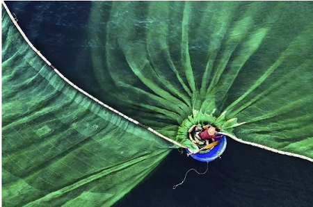 Bức ảnh  "Vũ điệu trên biển " của nhiếp ảnh gia Lê Văn Vinh