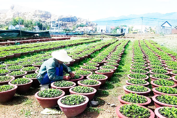 Ninh Giang Commune prepares flowers for Tet