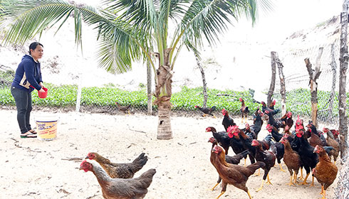 Gia đình bà Trang nuôi gà thả vườn dưới tán dừa.