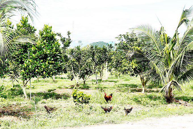 Vườn dừa, bưởi, mít xanh tốt tại Diên Đồng.