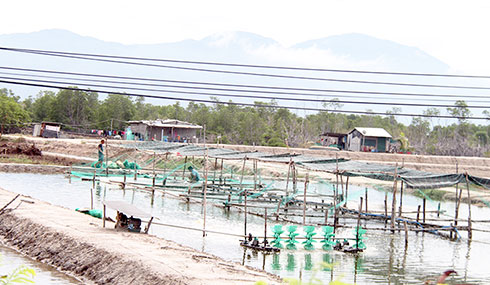 Nhiều hộ ương cá bớp giống tại xã Ninh Ích đã thu hẹp sản xuất. 