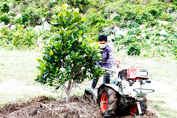 Ông Dương chăm sóc cây mít hơn 1 năm tuổi.