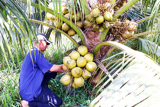 Khá lên nhờ trồng dừa, nuôi bò