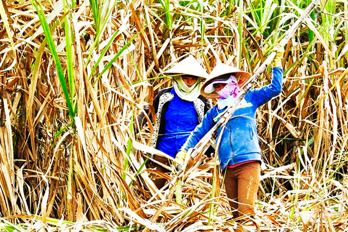 Hội nghị khách hàng niên vụ mía 2018 - 2019