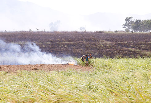 Người trồng mía xã Ninh Xuân vất vả ứng phó với cháy mía vào đầu tháng 8.