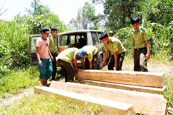 Gỗ khai thác trái phép được lực lượng chức năng phát hiện dọc tuyến đường đèo Khánh Lê - Lâm Đồng.