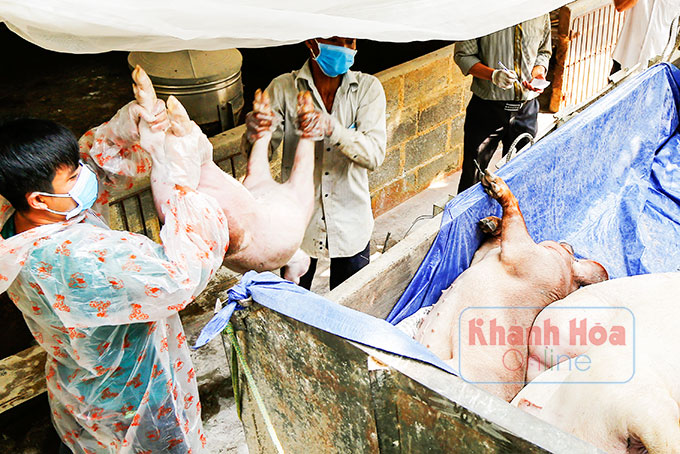Chuẩn bị đàn heo dịp Tết