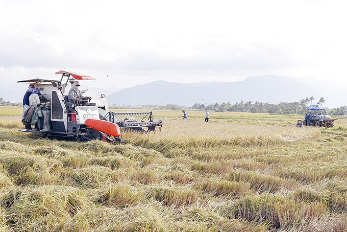 Hoạt động liên kết sản xuất, tiêu thụ lúa giống ở huyện Diên Khánh là một điểm sáng của kinh tế hợp tác.