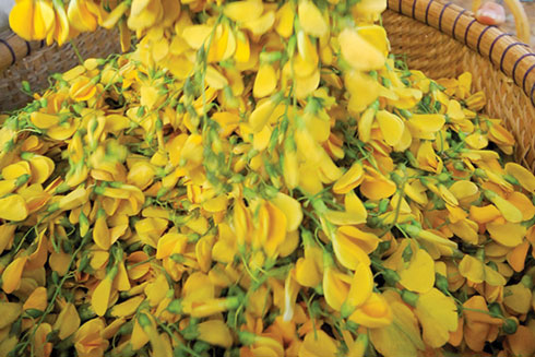 Những món ngon, thuốc quý từ bông điên điển