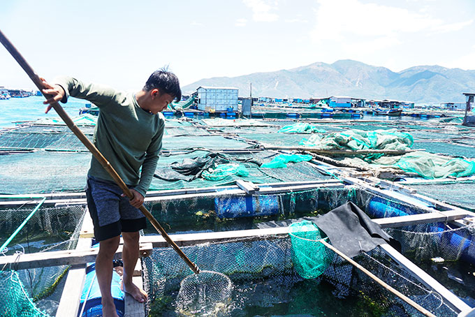 Nha Trang aims to improve aquaculture quality