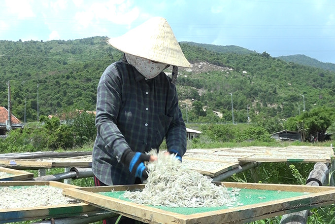 Phơi cá cơm mồm xuất khẩu tại xã Lương Sơn, huyện Vạn Ninh