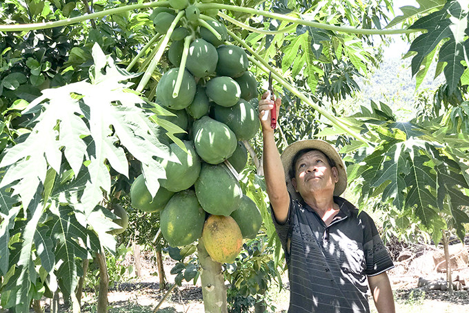 Việc hỗ trợ người dân chuyển đổi một số diện tích trồng mía sang cây ăn quả ở xã Ninh Tây, thị xã Ninh Hòa từng bước mang lại hiệu quả.