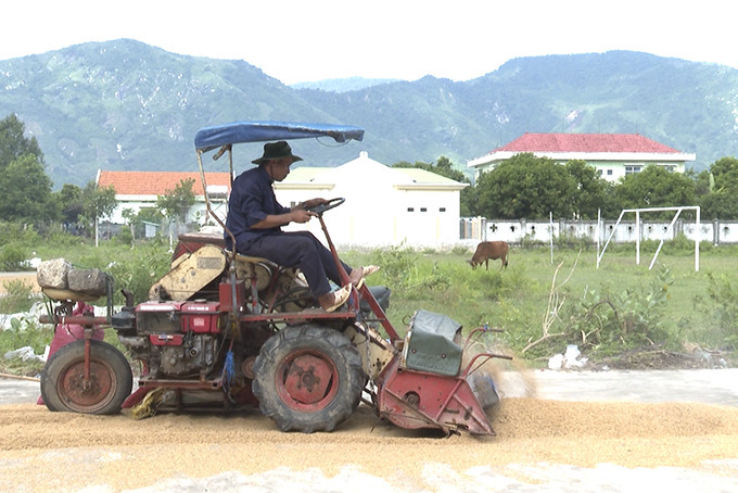 Ông Phan Quang Mai điều khiển máy hốt lúa.