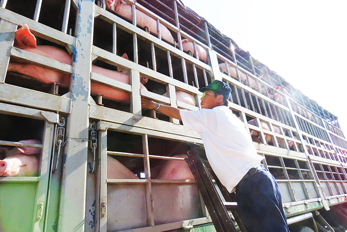 Lượng heo qua trạm kiểm dịch động vật tạm thời tăng đột biến.