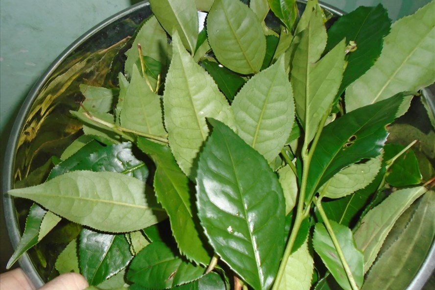 Những tác dụng không ngờ của lá trà xanh