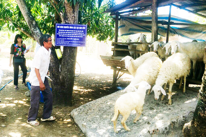 Mô hình nuôi cừu tại Cam Phước Tây.