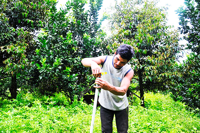 Phát triển các loại cây trồng có hiệu quả cao