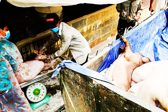 Dịch tả heo châu Phi: diễn biến phức tạp