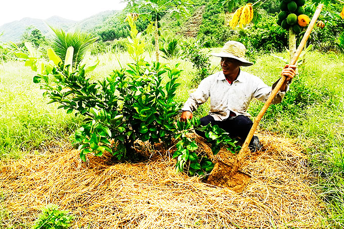 Ông Trần Quốc Việt (xã Diên Tân) chăm sóc vườn cam xoàn.