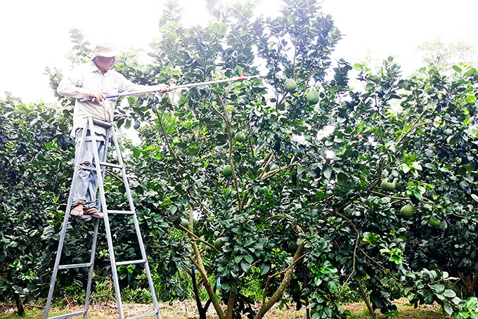 Xã Diên Đồng: Đẩy mạnh chuyển đổi cây trồng