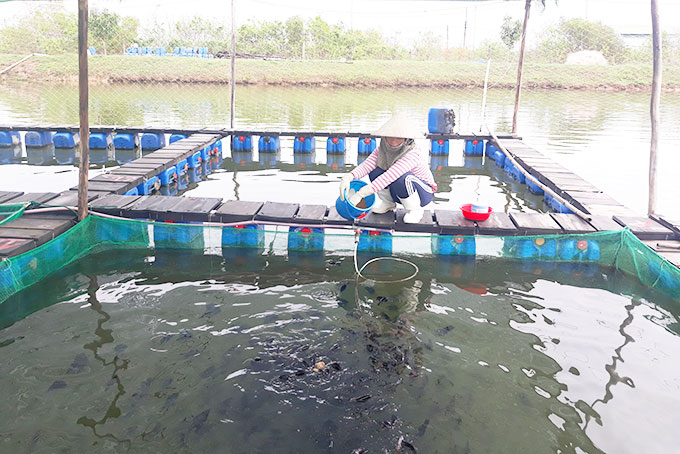 Nuôi cá trong lồng bè ở Ninh Hòa.