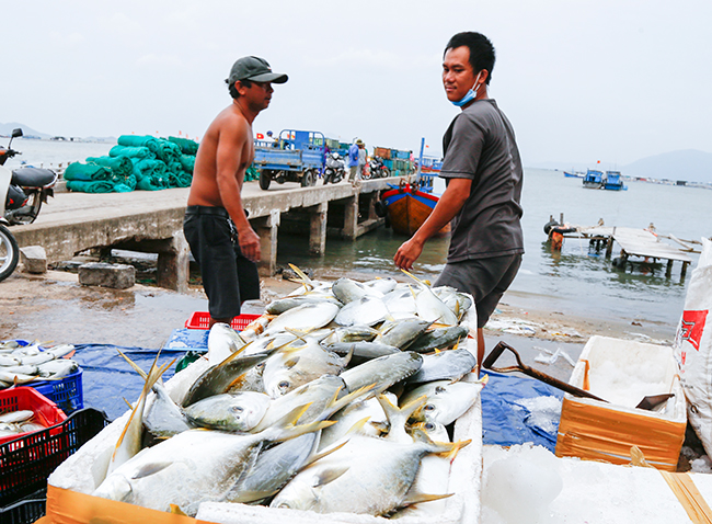 Hàng chục tấn cá chim vây vàng đã được bán ra mỗi ngày.