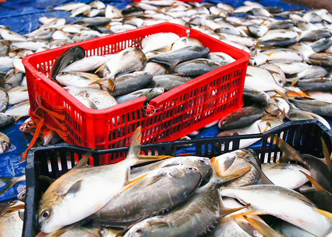 Phần lớn cá chưa đạt trọng lượng xuất bán.
