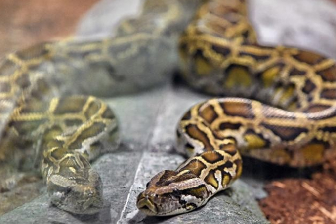 Người phụ nữ thiệt mạng trong ngôi nhà có 140 con trăn và rắn