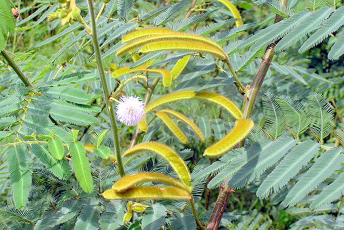 Tăng cường quản lý, kiểm soát loài ngoại lai xâm hại