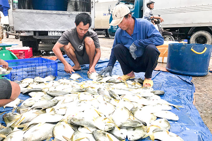 Do lo sợ bão số 5, người dân huyện Vạn Ninh  thu hoạch cá bán non cho các thương lái.