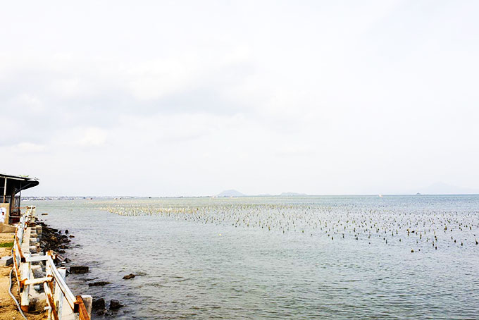 Diện tích nuôi hàu trên địa bàn xã Vạn Lương lên đến hàng chục héc-ta.