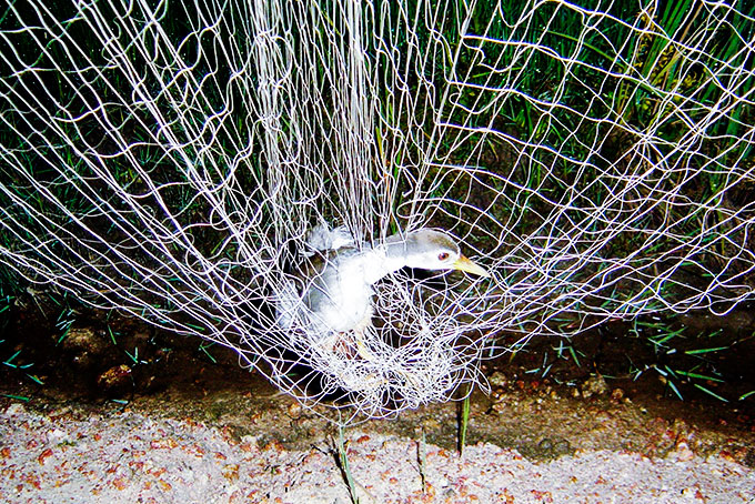 Chim trời "sà" xuống bàn nhậu