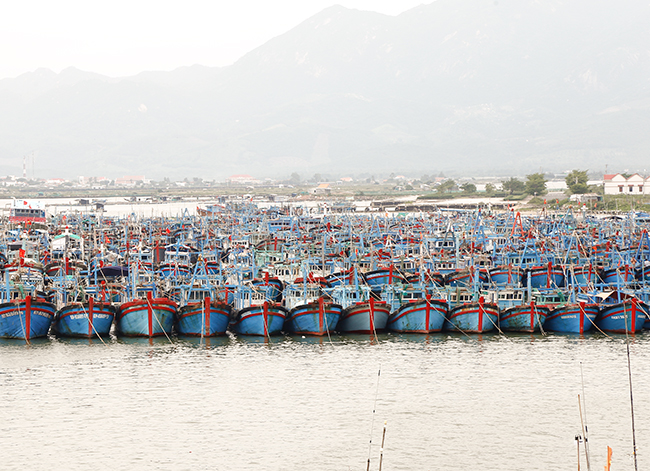 Trên 300 tàu đã được sắp xếp, neo đậu an toàn tại Ninh Hải