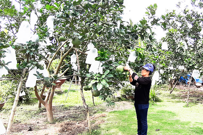 Liên kết sản xuất trái cây sạch